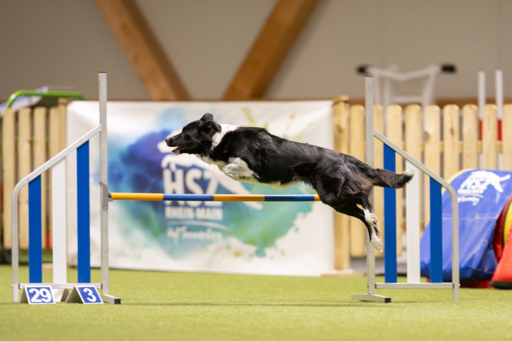 Dive, Border Collie, hopping over en hinder i agility-konkurranse