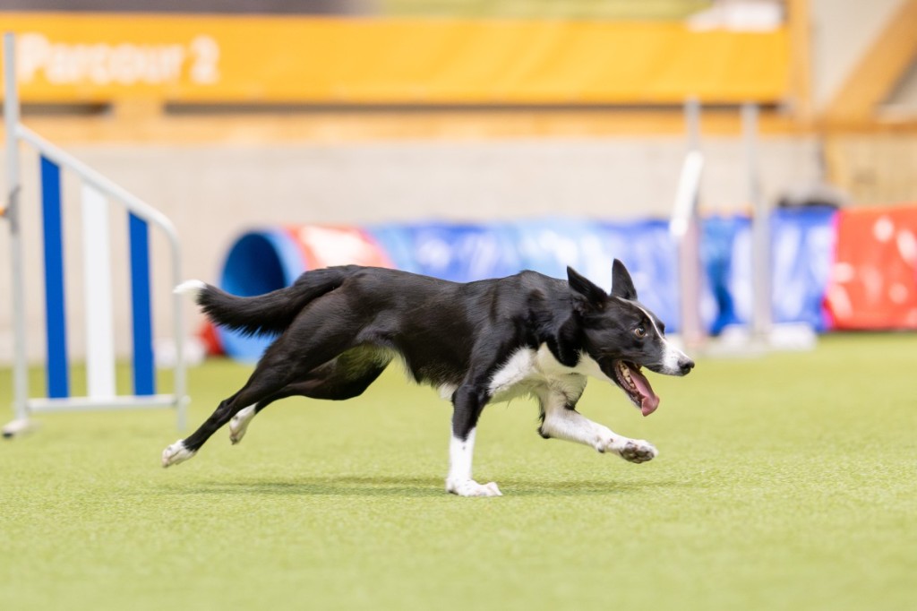 Gif, Border Collie, løpende på en innendørs agility-bane