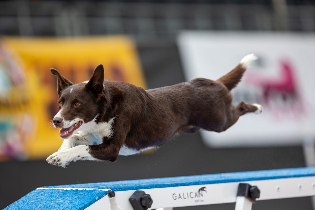 Disney, Border Collie, hopping i agility-konkurranse
