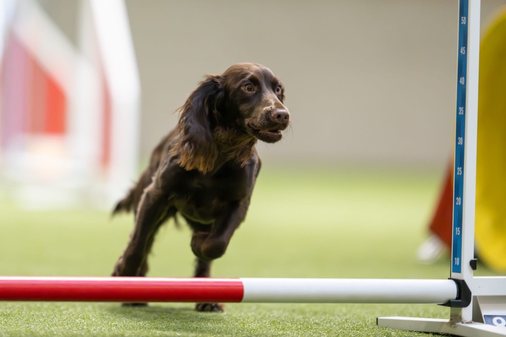 Storyky, English Cocker Spaniel, på agility-banen ved en hinder