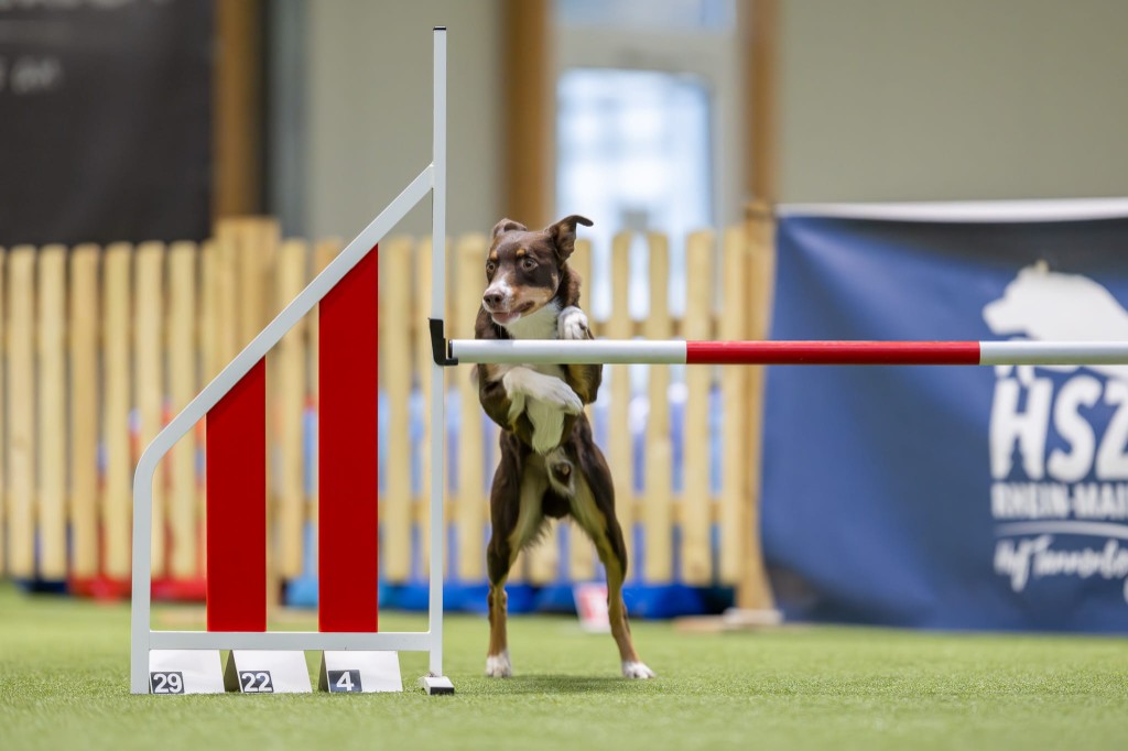 Trippy, Border Collie, hopping over en hinder i agility-konkurranse