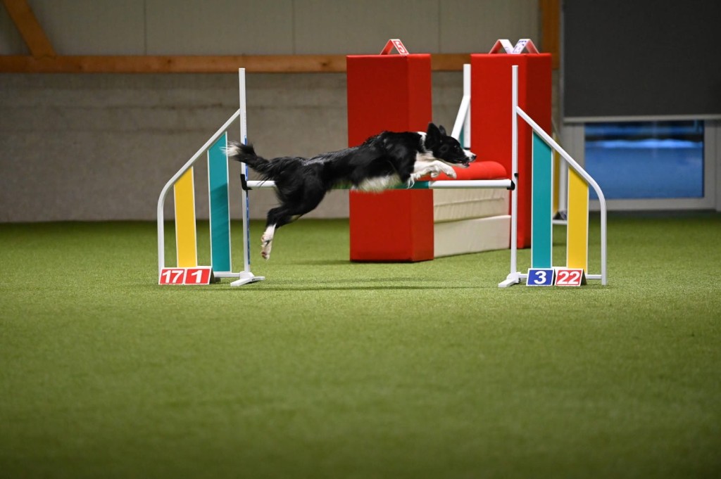 Veni, Border Collie, hopping i en innendørs agility-arena