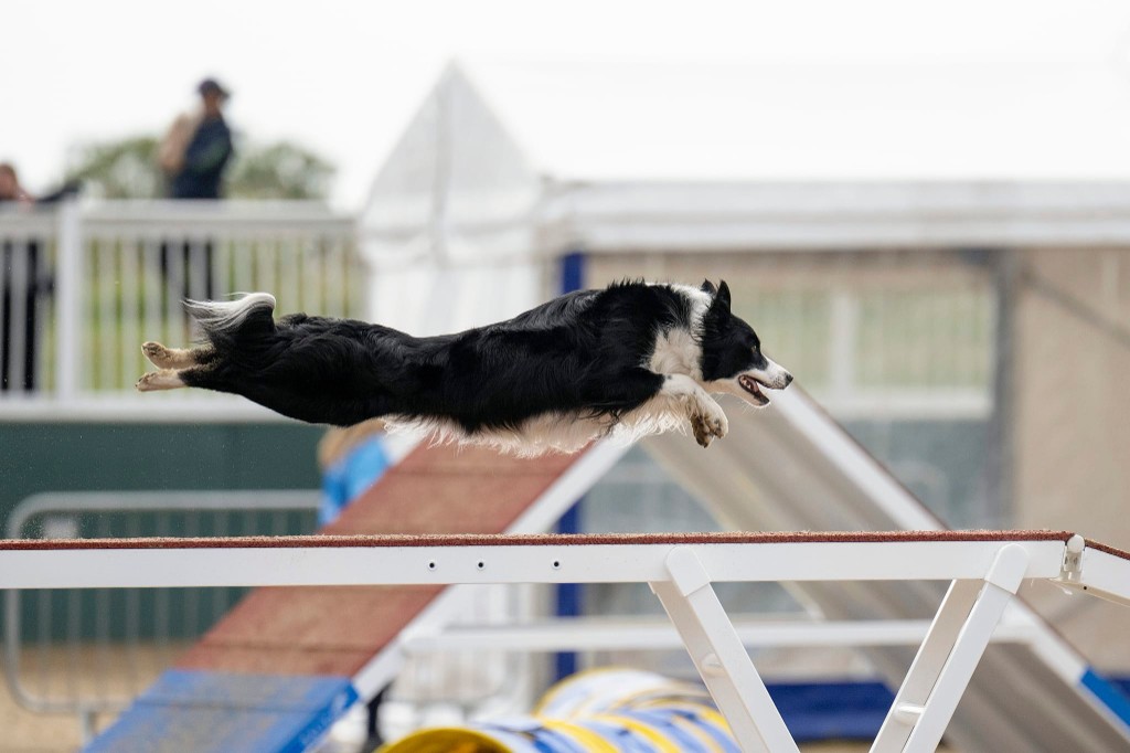 Zola, Border Collie, hopper over en hundevandring på agility-konkurranse
