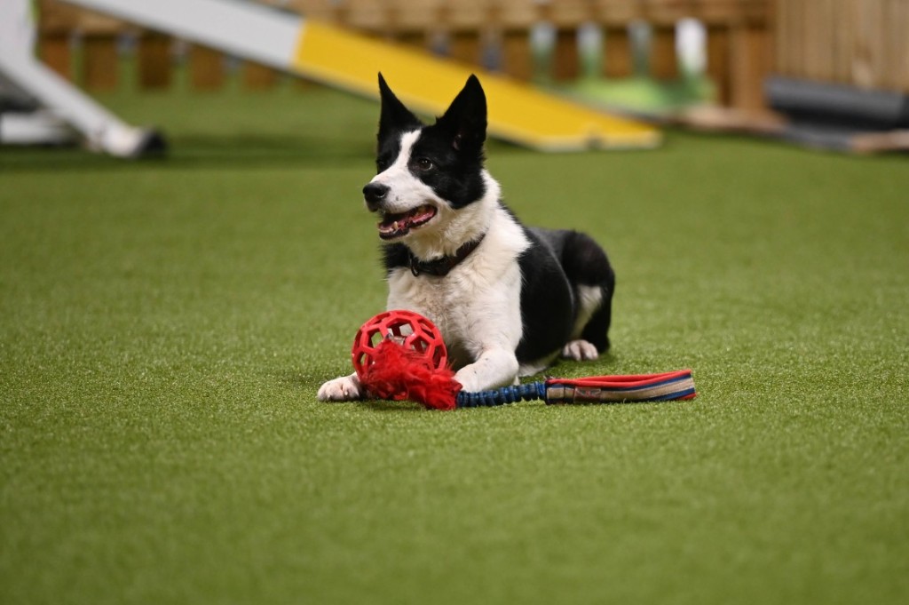 Crazee, Border Collie, på gressmatta med en dragkjedel