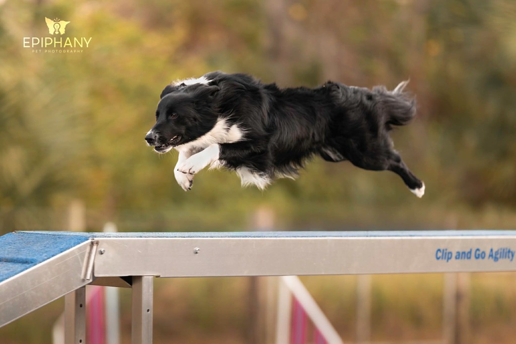 Jördiz, Border Collie, leaping over a dog walk in competition