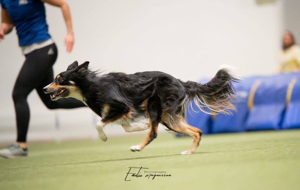 Zonia, Border Collie, sprinting on artificial turf in an agility run